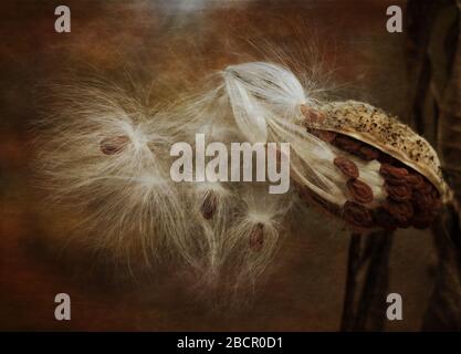 Milkweed silky seeds pod bursting against brown autumn background Stock Photo