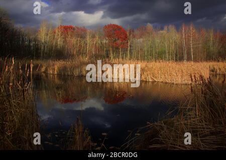 Late afternoon autumn sunrays on a pond surrounded by cattails and colorful trees under very dark sky Stock Photo