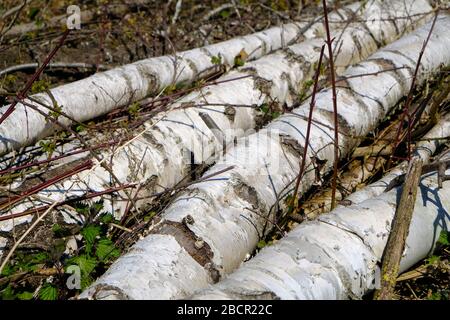 Felled silver birch tree trunks in Kent woodland, UK Stock Photo