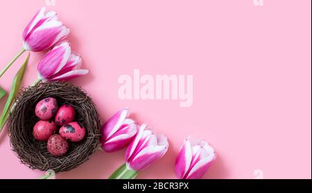 Easter composition with quail eggs in the nest and tulips on a pink background. Copy space, top view, flat lay. Stock Photo