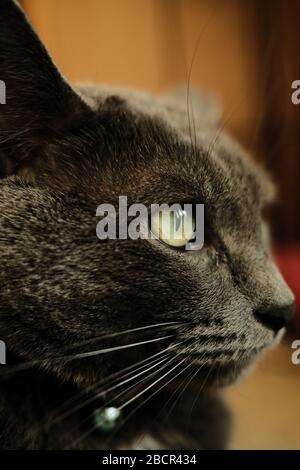Close up portrait of a gray domestic cat Stock Photo