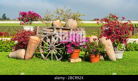 Ceramic Barrels for Pisco fermentation and an ancient transportation cart with Bougainvillea plants and flowers in a Vineyard in Ica, Peru. Stock Photo