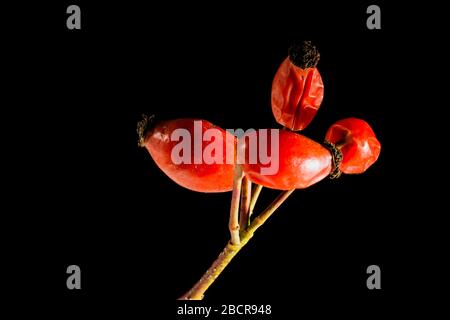 branch of rosehip isolated on black Stock Photo