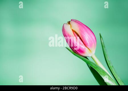 pink tulip on green background, mothers day background with tulip flower and copy space, spring floral card design for woman's day Stock Photo