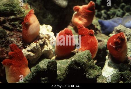 Red sea squirt, Halocynthia papillosa Stock Photo