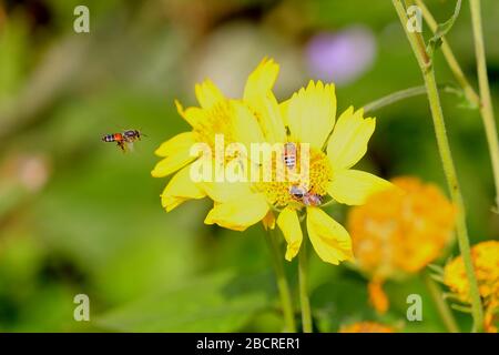 honey bees on wild flower, beekeeping concept Stock Photo