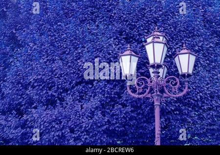 Pop art style blue and purple colored gorgeous streetlamps against big tree Stock Photo