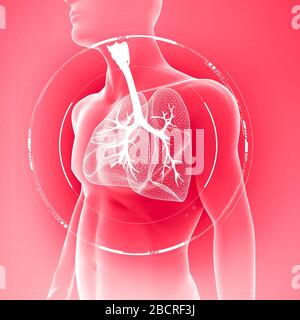 Human body x-ray view of lungs and trachea, lung infection. Pneumonia. Covid-19. Coronavirus. 3d render Stock Photo