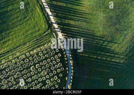 Aerial view of a green wheat field and olive trees in spring. Siena, Italy. Stock Photo