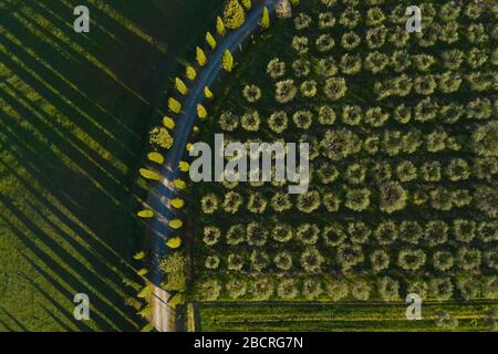 Aerial view of a green wheat field and olive trees in spring. Siena, Italy. Stock Photo