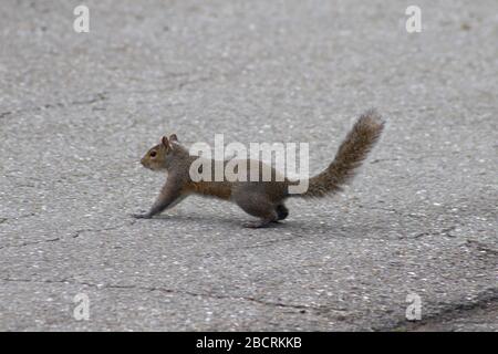 a grey florida squirrel running around on the pavement Stock Photo