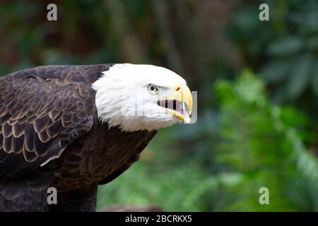 a white headed bald eagle has its beak open screeching Stock Photo