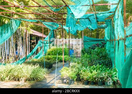 Nursery area in a garden with torn ripped green netting hanging from an iron frame.  Phuket, Thailand Stock Photo
