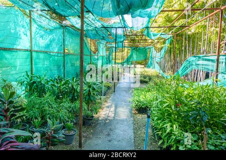 Nursery area in a garden with torn ripped green netting hanging from an iron frame.  Phuket, Thailand Stock Photo