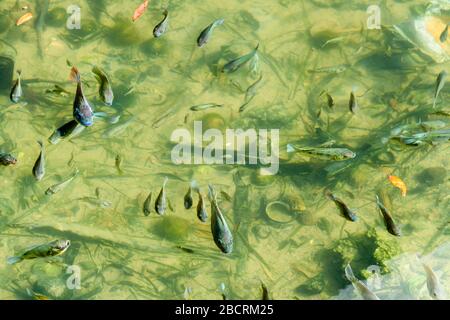 Pool with lots of young koi carp goldfish, still brown and not showing any gold colour, Thailand Stock Photo