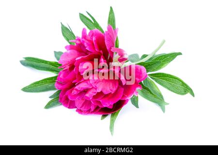 Pink peony isolated on white background Stock Photo