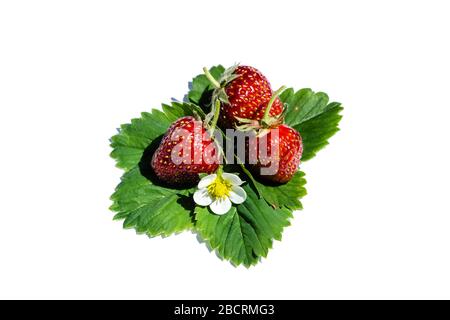 Strawberries isolated on white background Stock Photo