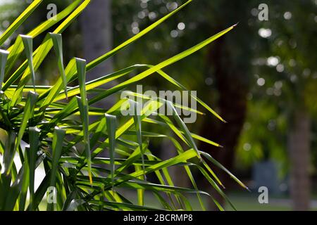 green long leaves on a tree in florida Stock Photo