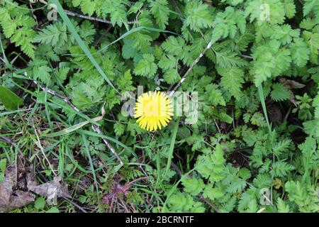 A single dandelion among grass and foliage Stock Photo