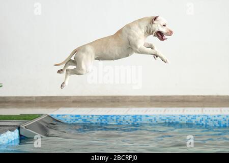 A dog jumps from a springboard into a pool Stock Photo