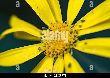 blossom of cup plant with lice at botanical garden Stock Photo