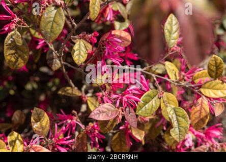 floral background with loropetalum flowers and leaves Stock Photo