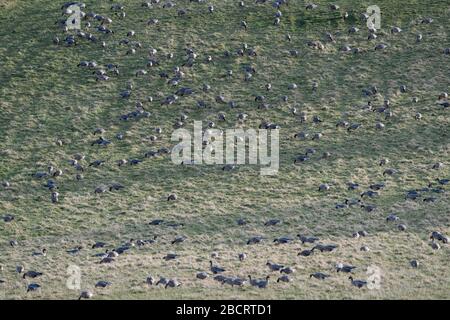 A fflock of Pink Footed geese and Greylag geese feeding in a field, Loch Fleet, Sutherland, Highlands, Scotland Stock Photo