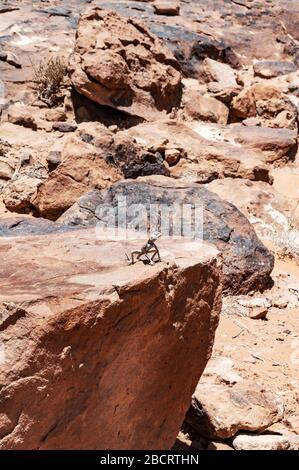 lizard on rock in desert wadi rum, jordan Stock Photo