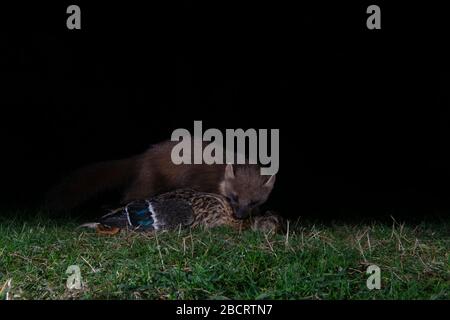 A Pine Marten scavenging a dead mallard, Kildary, Ross-shire, Scotland Stock Photo