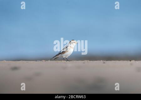 A Snow Bunting (Plectrophenax nivalis) feeding on a Scottish beach, Coul Links, Ross-shire, Scotland Stock Photo