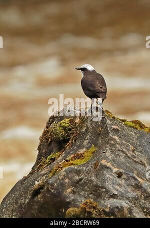 White-capped Dipper (Cinclus leucocephalus leucocephalus) adult standing on rock in river   Atuen River; Leymebamba, Peru           March Stock Photo