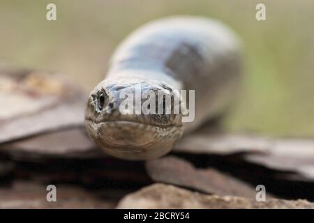 portrait of male Anguis colchica, the common european  blindworm Stock Photo