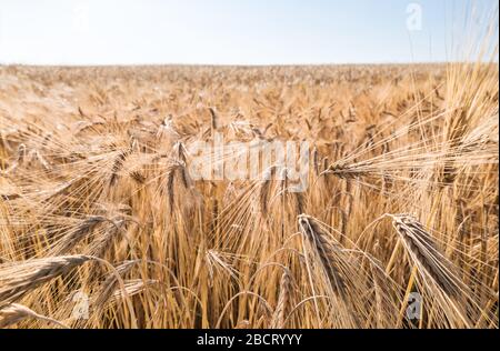 Closeup of ripe barley spikes in rural cornfield with blue sky on horizon. Hordeum vulgare. Golden corn ears with dry grains and long awns. Harvesting. Stock Photo