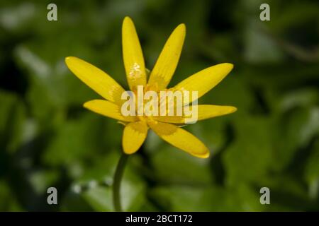 Lesser celandine, a beautiful yellow flower in early spring Stock Photo