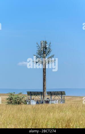 Mobile phone mast camouflaged as a tree in Masai Mara National Reserve, Kenya, Africa Stock Photo