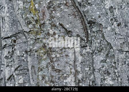 Textured grey bark of big huge south tree with moss Stock Photo