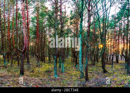 the sunny sunlight shines in the ghostly pine forest and for the last time touching the tops of the trees before sinking far beyond the horizon Stock Photo