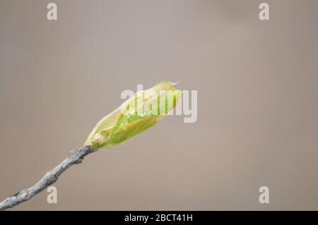 Waterdrop on leaf Stock Photo