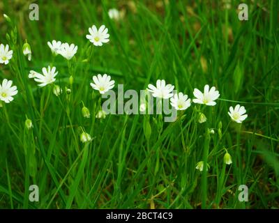 White spring flowers called the Caryophyllaceae Stock Photo