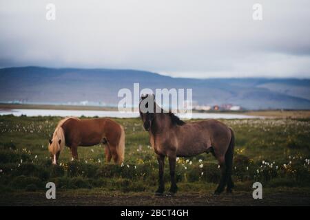 Horses in the mountains in Iceland. Stock Photo