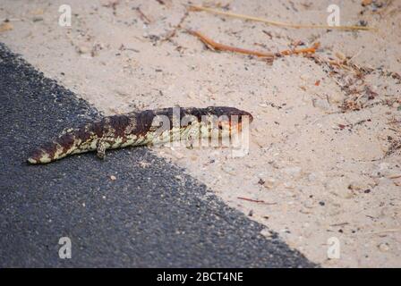 Tiliqua rugosa better known as 'Bobtail' or 'Shingleback'. Peculiarity of this picture is the tick infesting the animal on right side of the head. Stock Photo