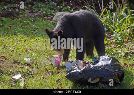 A scavaging black bear eats garbage out of a stolen trash bag on a neighborhood lawn on a sunny summer day Stock Photo