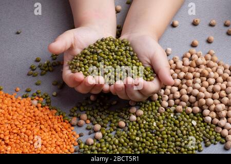 The mung bean in hands, green gram, mash with red lentils and chickpeas Stock Photo