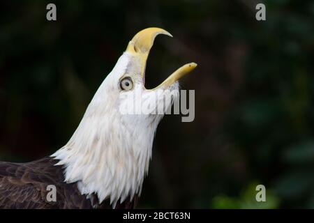 a white headed bald eagle cranes it neck up and sings open mouthed Stock Photo