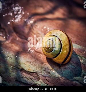 Closeup of a snail (gastropod) in the garden on a wet stone. Stock Photo