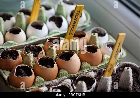 Tomato and bell pepper seeds germinated in the paper egg boxes and eggshells on the window sill at home Stock Photo