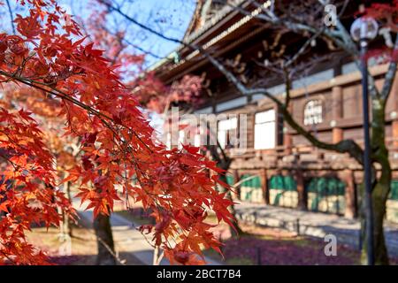 Last red leaves near the temple during autumn time Stock Photo