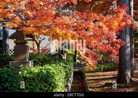 Red leaves are falling on the path Stock Photo