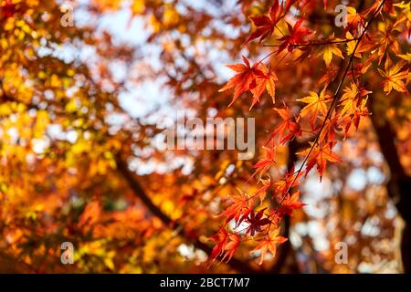 Colorful autumn maple leaves under sunset light Stock Photo