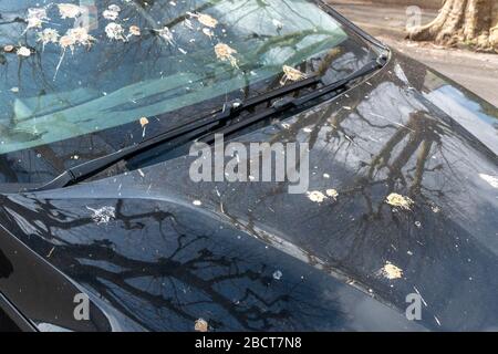 a close up view of a parked car that is covered in bird poo Stock Photo